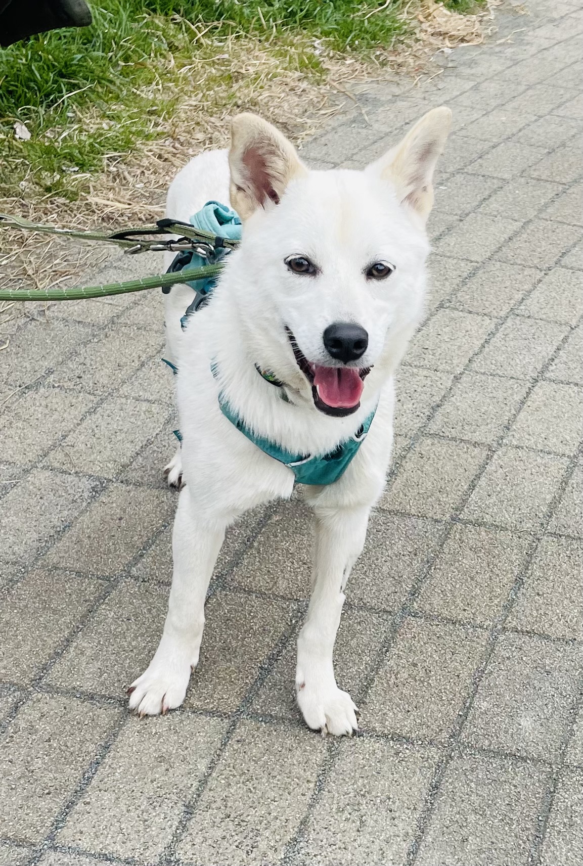 クレム🌊湘南譲渡センター - 保護犬たちの里親募集サイト / ピース