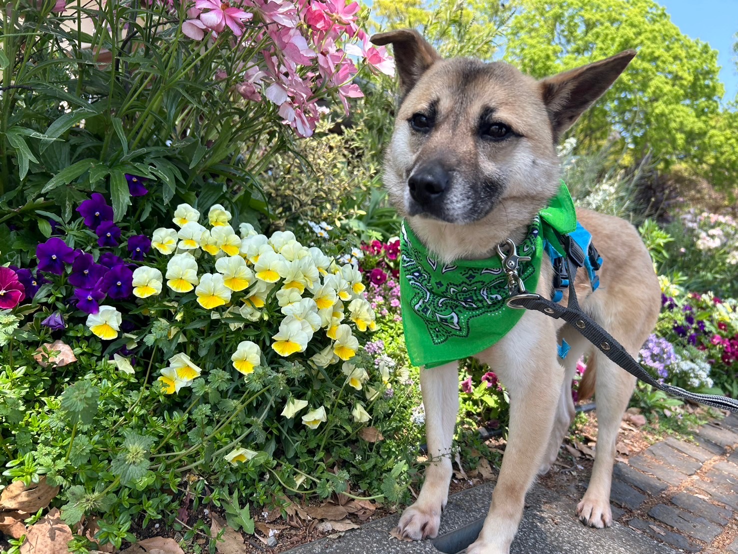 ラーソン🌸世田谷譲渡センター - 保護犬たちの里親募集サイト / ピース