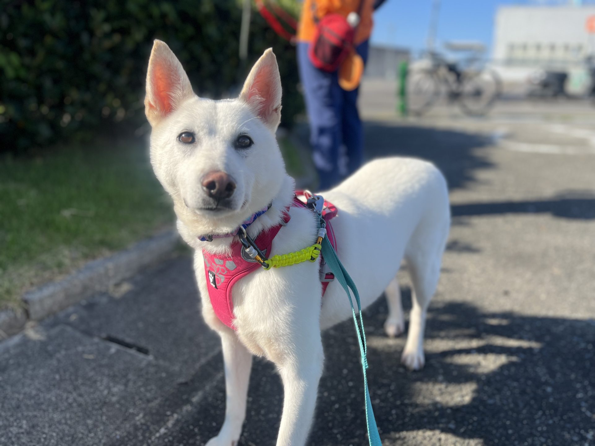 ホープ🐾あきる野譲渡センター - 保護犬たちの里親募集サイト / ピース