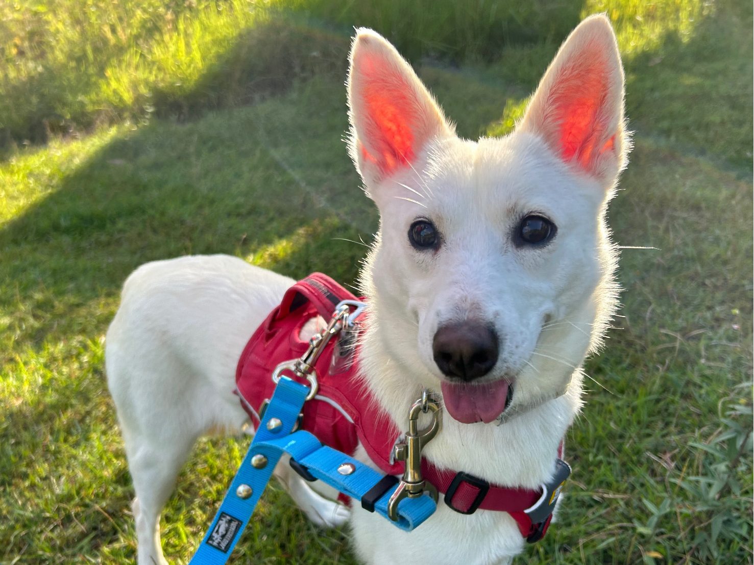 ミランダ☆生駒譲渡センター - 保護犬たちの里親募集サイト / ピース ミランダ☆生駒譲渡センター - 保護犬たちの里親募集サイト / ピース