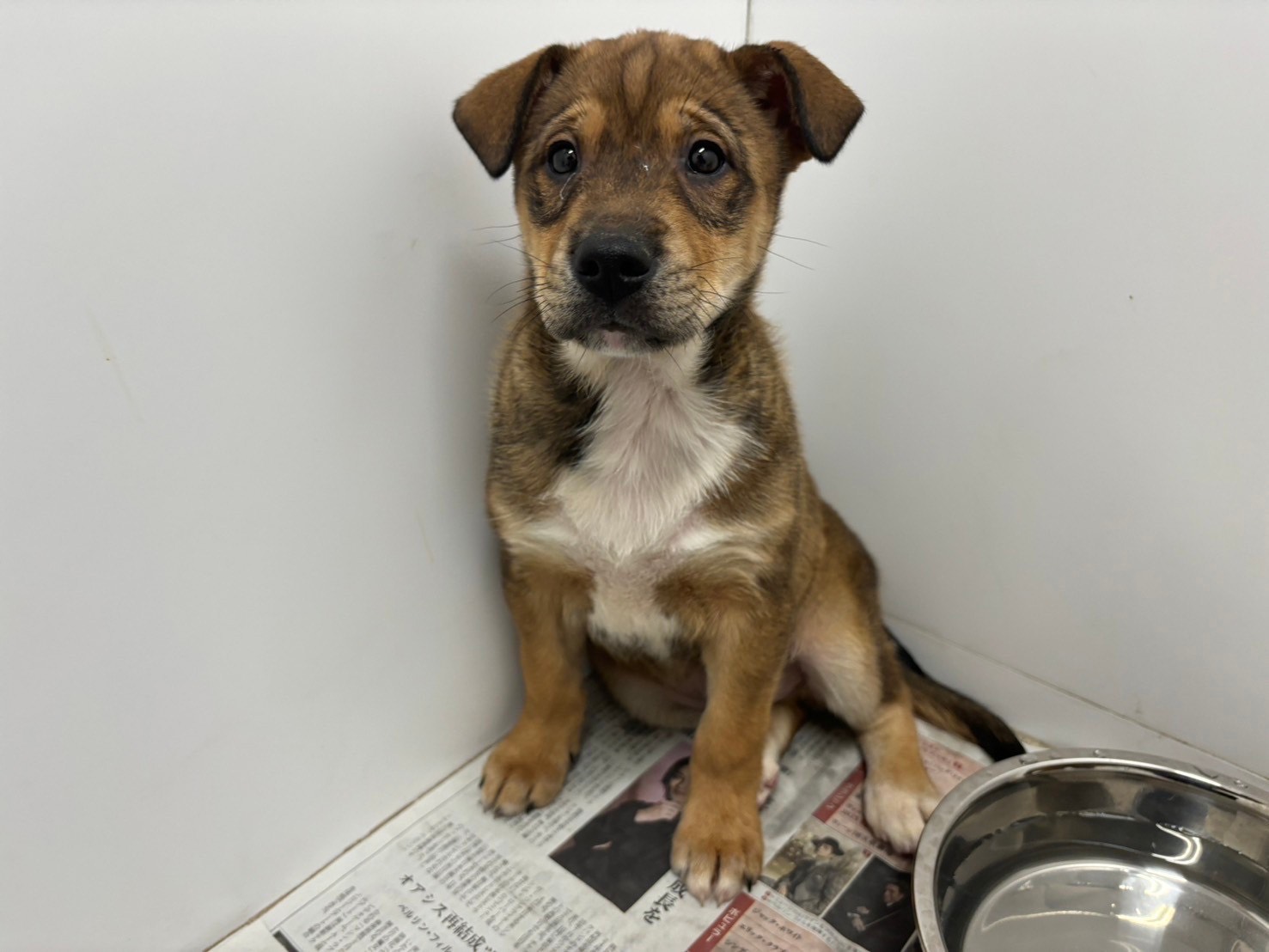 のび太🌷西東京ふれあい譲渡センター - 保護犬たちの里親募集サイト
