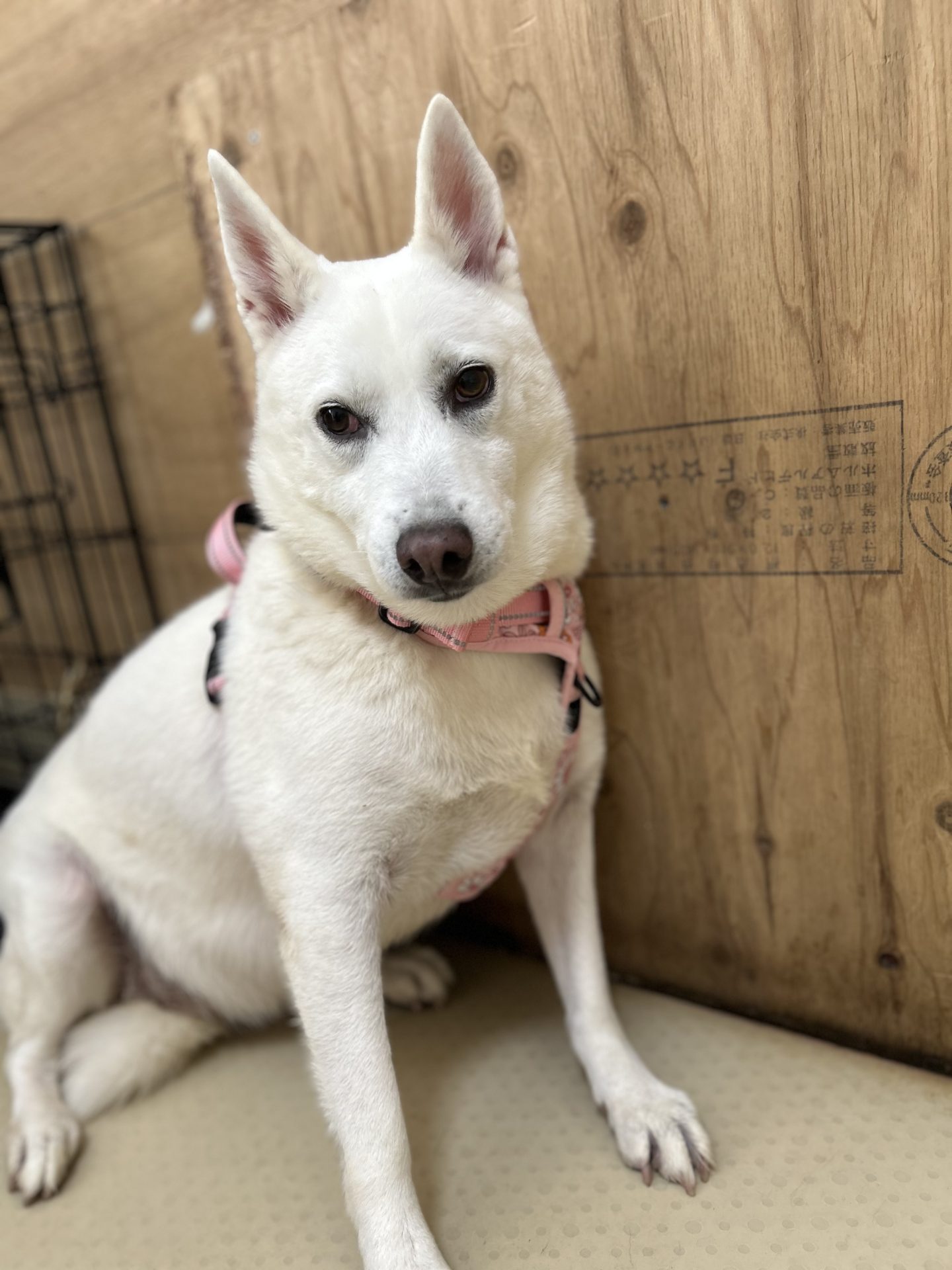 ピュア🐾あきる野譲渡センター - 保護犬たちの里親募集サイト / ピース