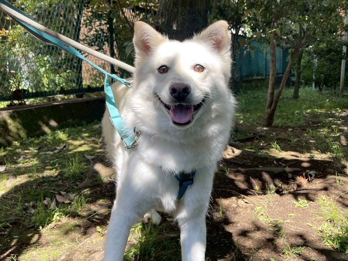 ミンク🌸世田谷譲渡センター - 保護犬たちの里親募集サイト / ピース
