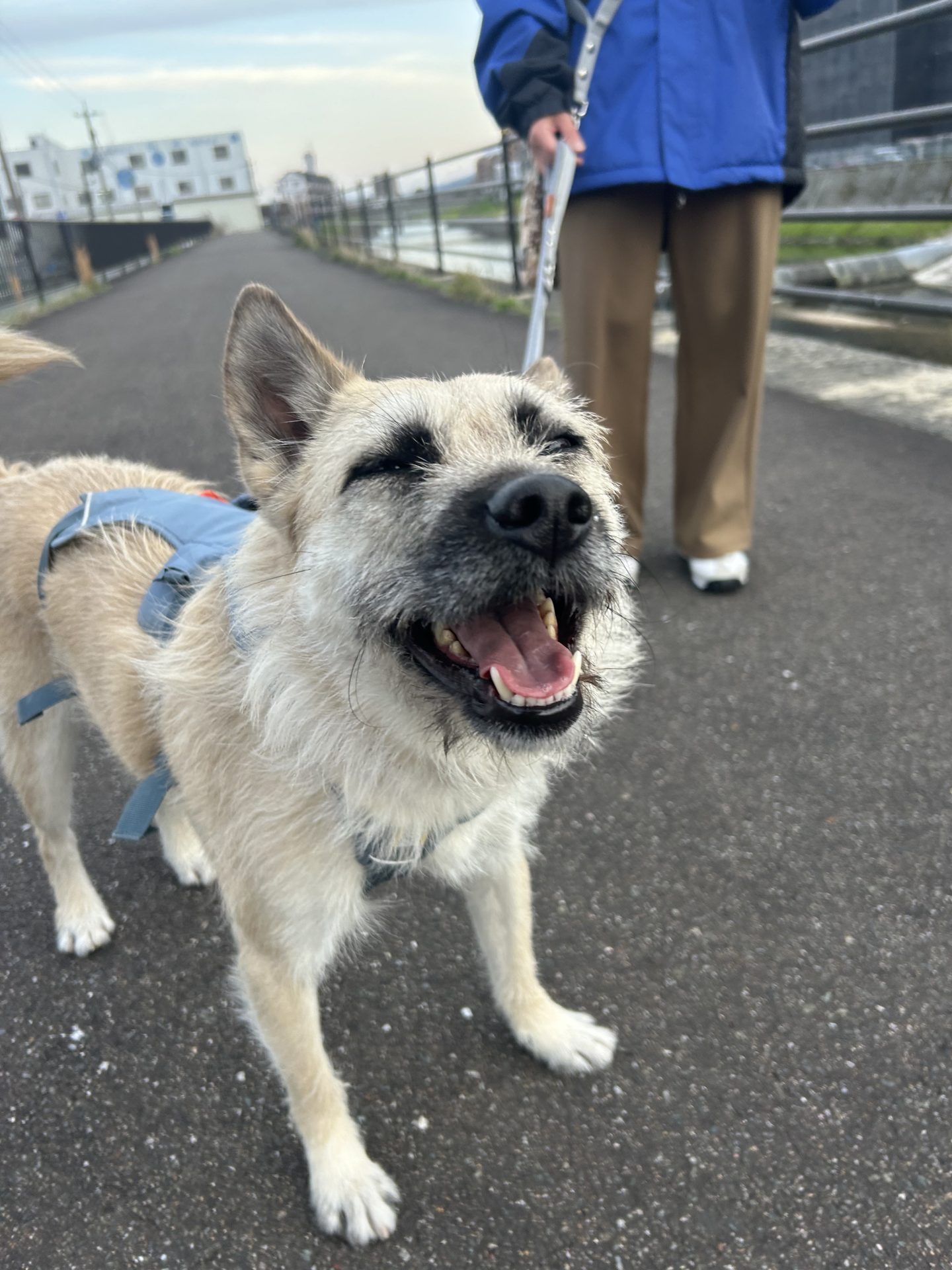 エネル🌻福岡譲渡センター - 保護犬たちの里親募集サイト / ピース