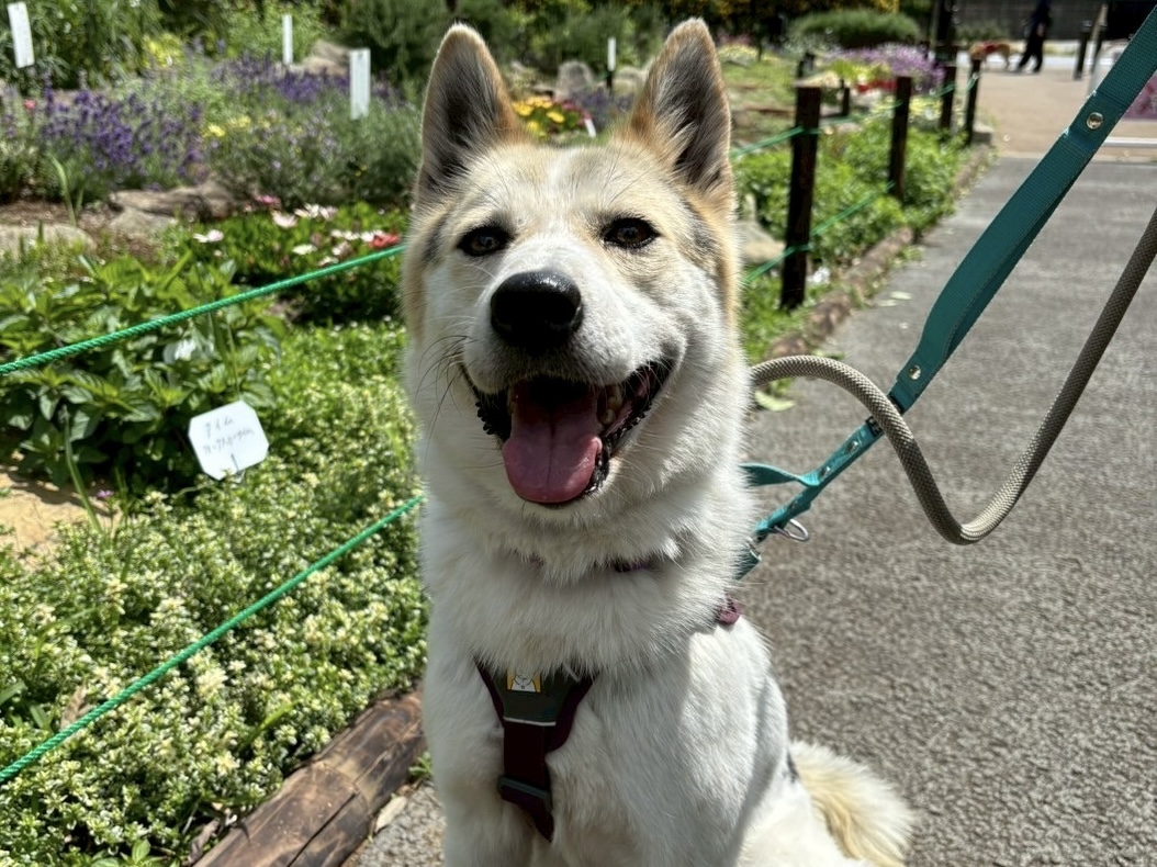 犬飼様ご検討用 ファング🌸世田谷譲渡センター - 保護犬たちの里親募集サイト / ピース