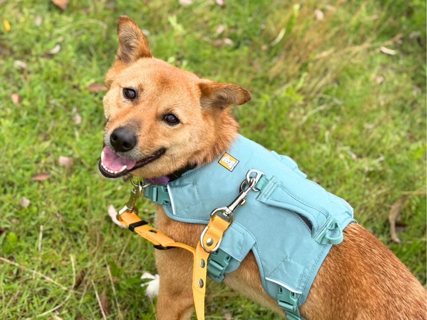 潤弥(じゅんや)☆生駒譲渡センター - 保護犬たちの里親募集サイト