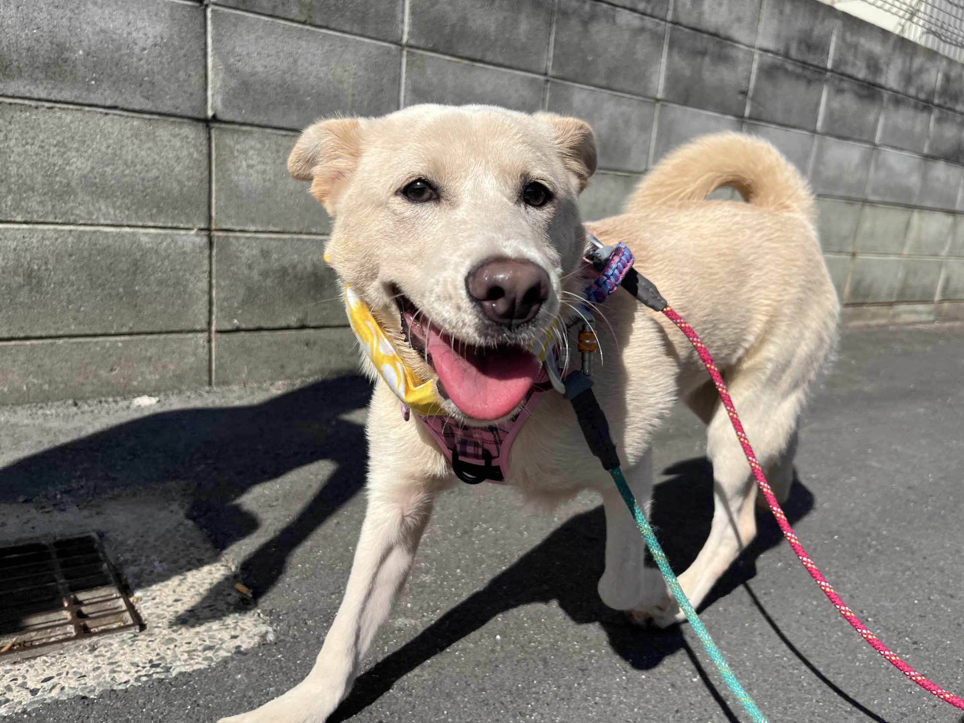 ルピナス🍁広島譲渡センター - 保護犬たちの里親募集サイト / ピース