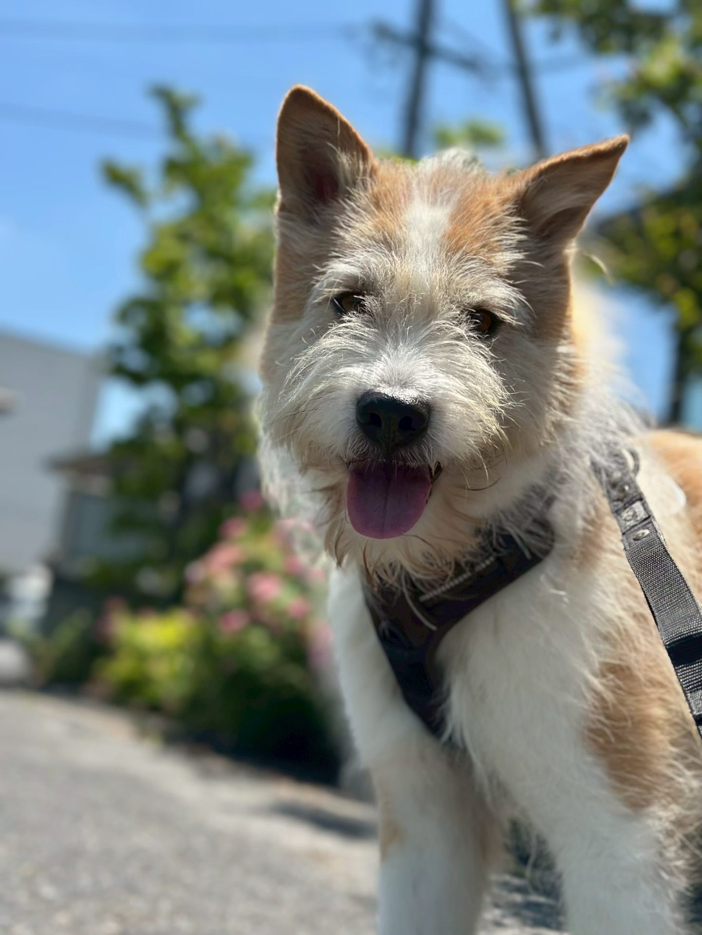 ロッシーニ＊岡山譲渡センター - 保護犬たちの里親募集サイト / ピース