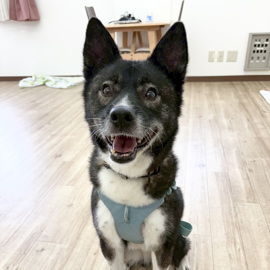 マウンテン🪻西東京ふれあい譲渡センター - 保護犬たちの里親募集