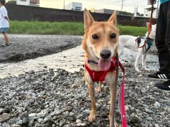 ツム🐶浜松譲渡センター