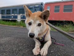 エルート🐶浜松譲渡センター