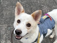 ジュビイ🐶浜松譲渡センター