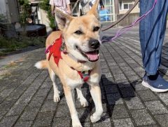 ノスリ🐶浜松譲渡センター