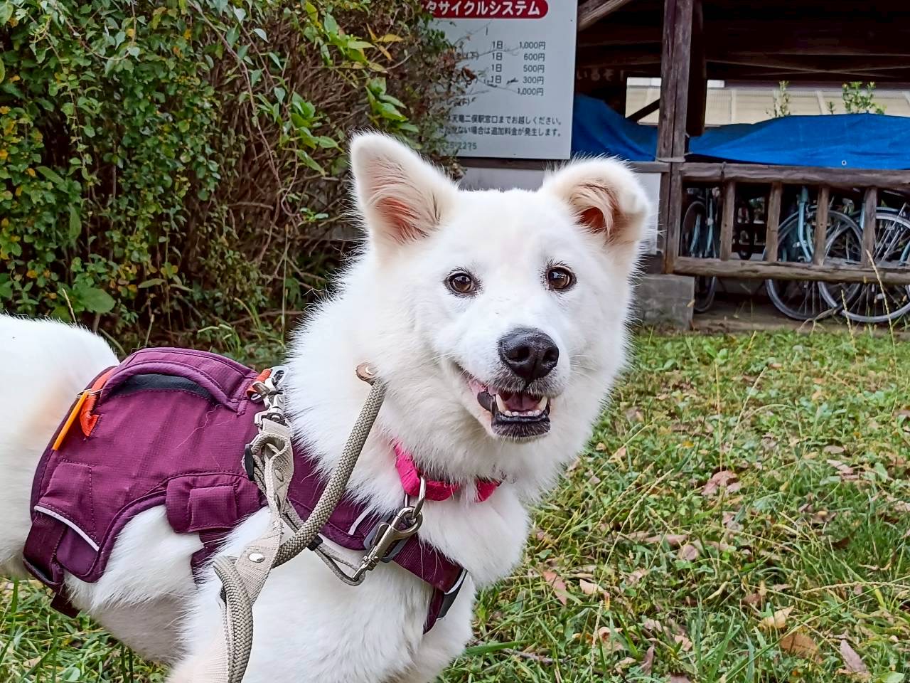 シオン　BRUNO ホワイト BROOKS、lovell付　熊本県手渡し シオン BRUNO ホワイト BROOKS、lovell付 熊本県手渡し シオン BRUNO