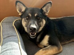 おくちぃ🌸世田谷譲渡センター