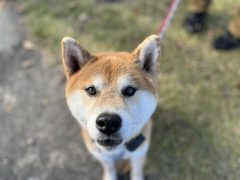 達也🍁広島譲渡センター