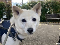 カドソン🌸世田谷譲渡センター