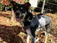 グリム🌸世田谷譲渡センター