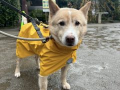 シンファ🌸世田谷譲渡センター