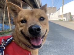 ブライアン🌸12/20〜世田谷譲渡センター