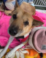 リラ＊岡山譲渡センター