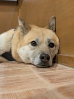 カイラ🌸世田谷譲渡センター