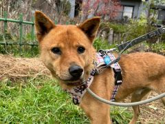 ブライアン🌸世田谷譲渡センター