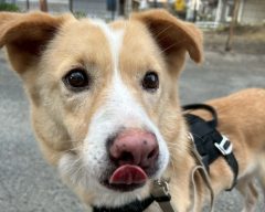 キャノピー🌷福山譲渡センター