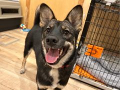 はおん★生駒譲渡センター