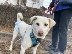 レンガ🍁広島譲渡センター