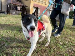 リリア🐶浜松譲渡センター