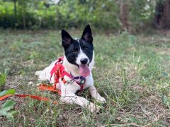 ユーミ🐶浜松譲渡センター