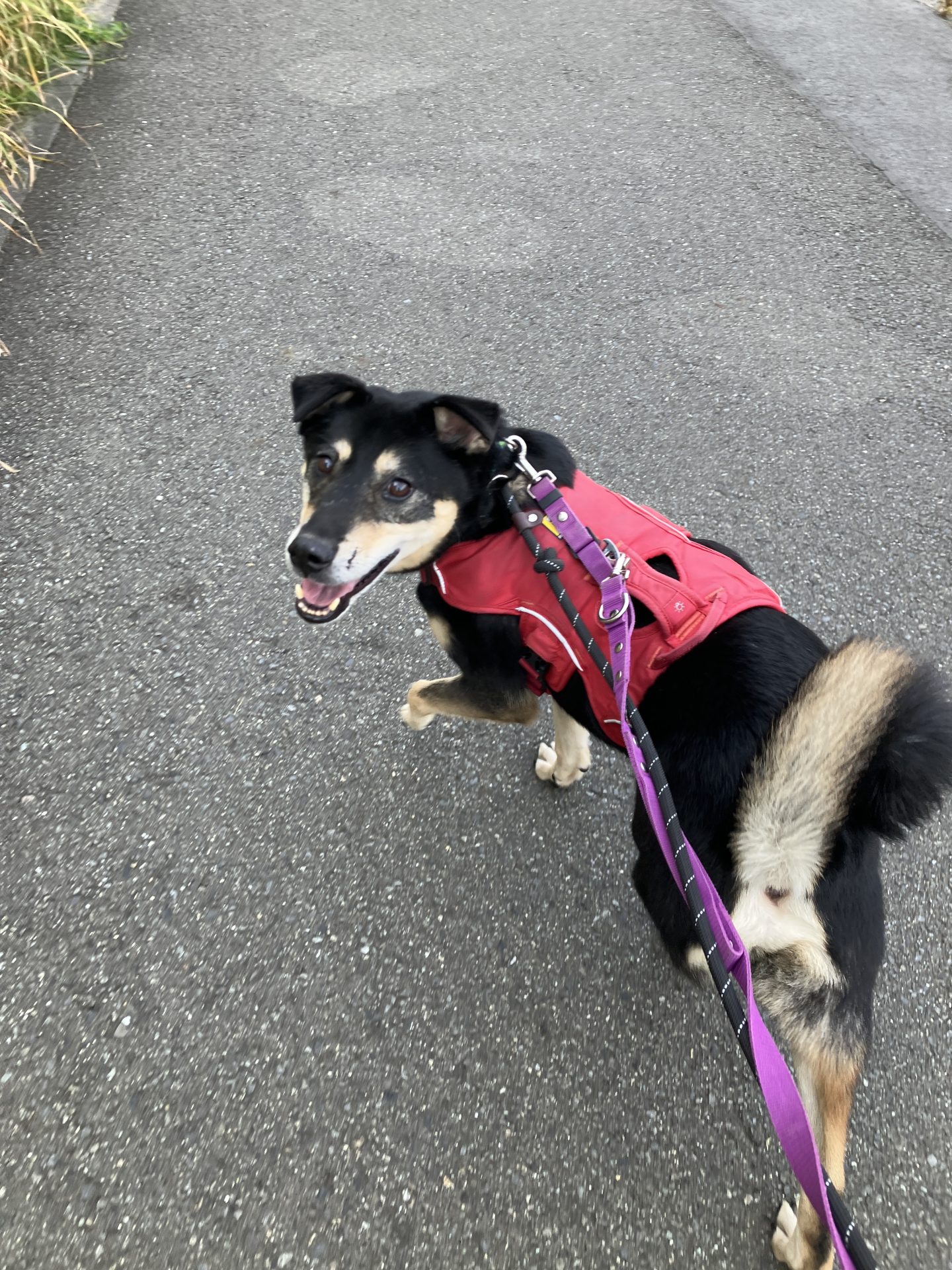 モナド🪻西東京ふれあい譲渡センター - 保護犬たちの里親募集サイト