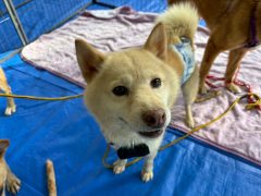 トルテ🐶浜松譲渡センター