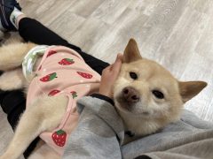 トルテ🐶浜松譲渡センター