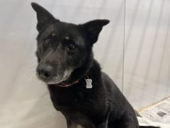 摩候羅(まごら)🍁広島譲渡センター