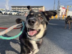 藍染（あいぞめ）🍁広島譲渡センター