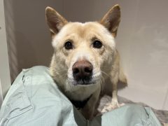 ういろう🍁広島譲渡センター