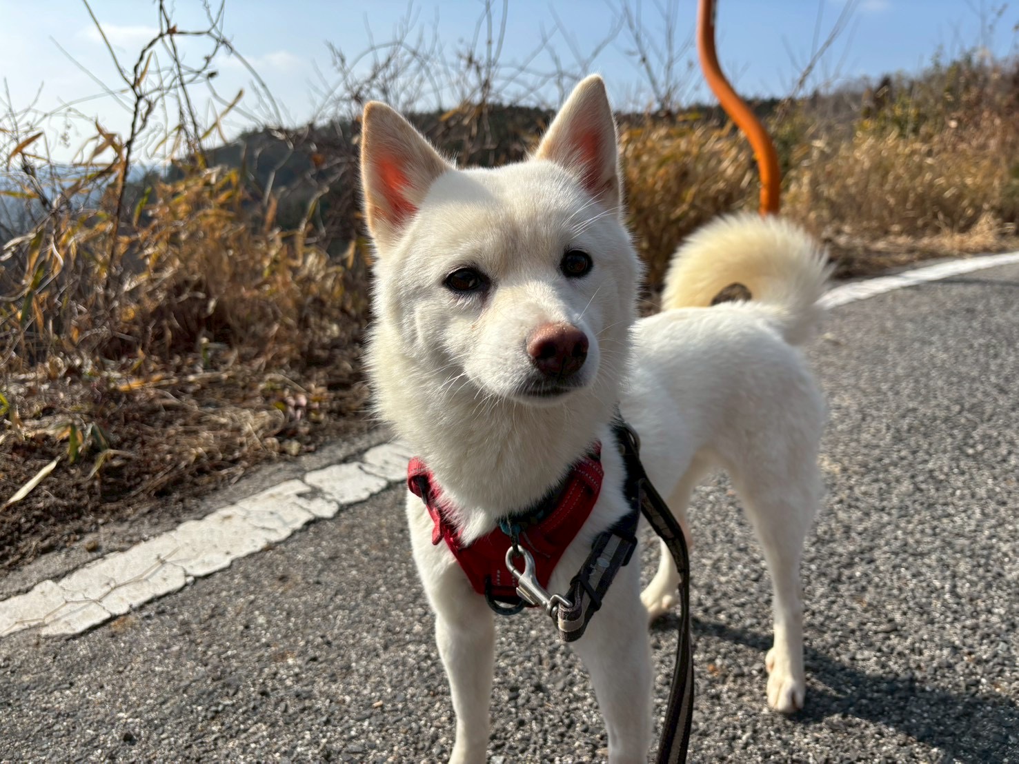 あんず🌸世田谷譲渡センター - 保護犬たちの里親募集サイト / ピース