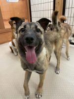 コンピー＊岡山譲渡センター