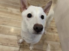 トリッシュ★生駒譲渡センター