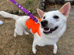 星波(せな)★生駒譲渡センター