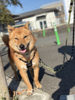 あさり🌻福岡譲渡センター