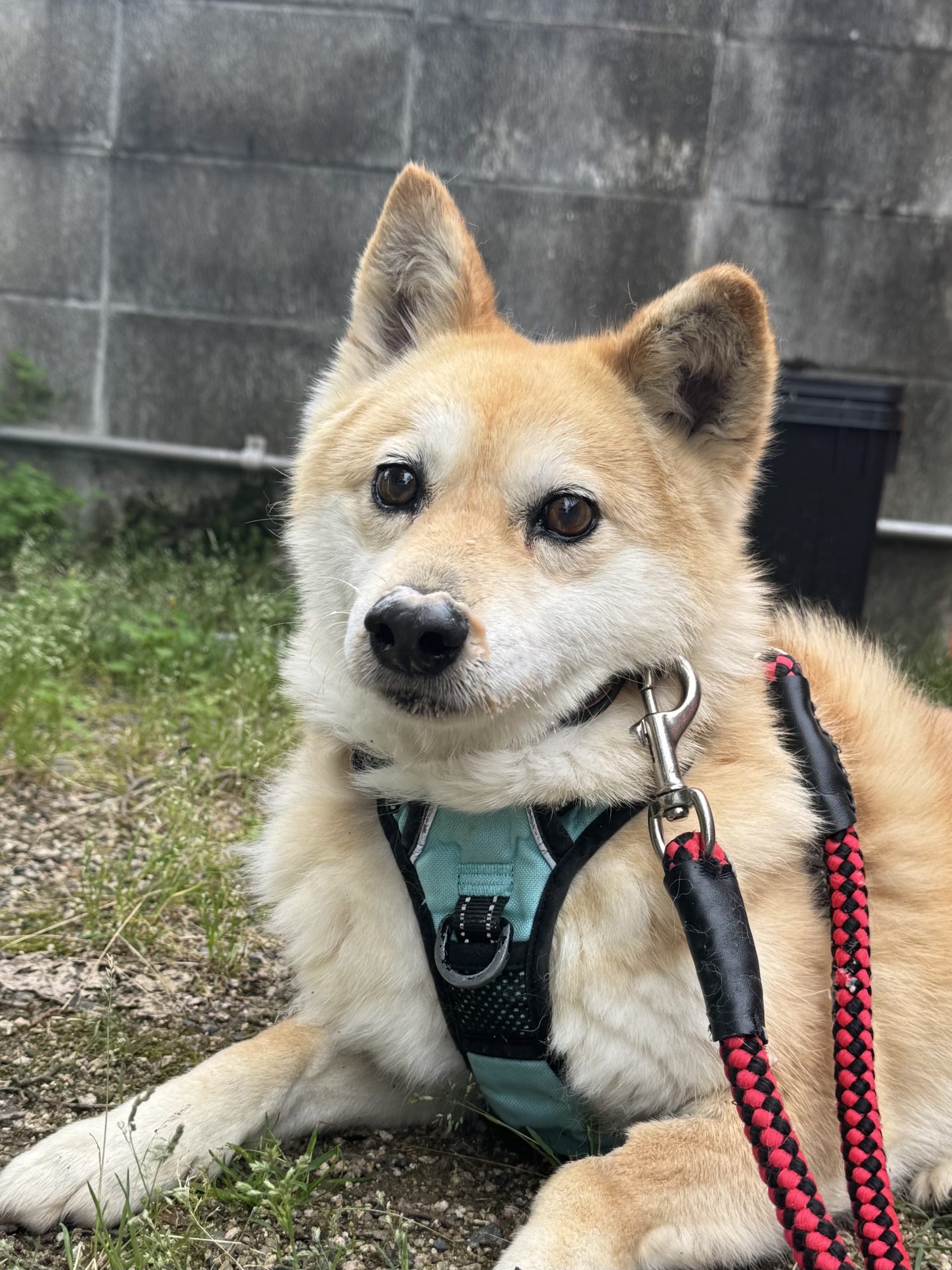 ワンコロさん専用 カニス🌸世田谷譲渡センター - 保護犬たちの里親募集サイト / ピース