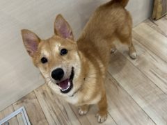 ポルポ★生駒譲渡センター