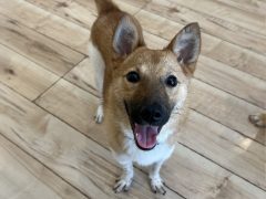 結波(ゆな)★生駒譲渡センター