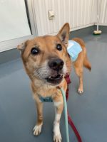 ボヌール🌻福岡譲渡センター